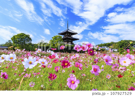 満開のコスモスに包まれた世界遺産法起寺 満開のコスモスに包まれた世界遺産法起寺 107927529