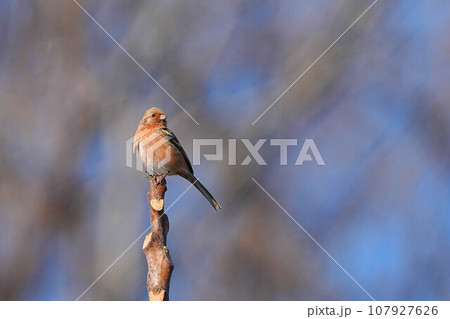 ベニマシコ 107927626