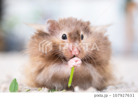 Funny fluffy Syrian hamster eats a green branch of clover, stuffs his cheeks. Food for a pet rodent, vitamins. Close-up 107927631