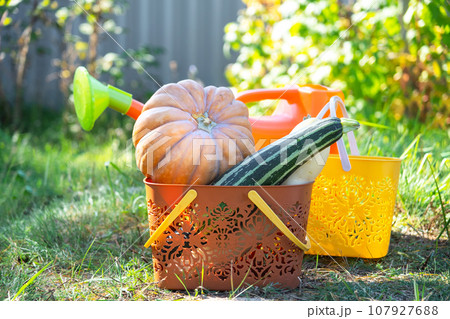 Harvesting vegetables in the garden, pumpkin, zucchini, tomatoes, carrots in a basket next to a watering can and a garden cart. Harvest festival, gifts of autumn, cultivation of eco-friendly products Harvesting vegetables in the garden, pumpkin, zucchini, tomatoes, carrots in a basket next to a watering can and a garden cart. Harvest festival, gifts of autumn, cultivation of eco-friendly products 107927688