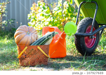 Harvesting vegetables in the garden, pumpkin, zucchini, tomatoes, carrots in a basket next to a watering can and a garden cart. Harvest festival, gifts of autumn, cultivation of eco-friendly products 107927689