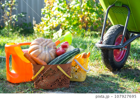 Harvesting vegetables in the garden, pumpkin, zucchini, tomatoes, carrots in a basket next to a watering can and a garden cart. Harvest festival, gifts of autumn, cultivation of eco-friendly products Harvesting vegetables in the garden, pumpkin, zucchini, tomatoes, carrots in a basket next to a watering can and a garden cart. Harvest festival, gifts of autumn, cultivation of eco-friendly products 107927695