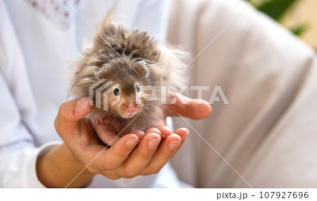 Funny fluffy curious Syrian hamster sitting in the arms of a child. Domestic tamed pet, manual,. Close-up, copy space Funny fluffy curious Syrian hamster sitting in the arms of a child. Domestic tamed pet, manual,. Close-up, copy space 107927696