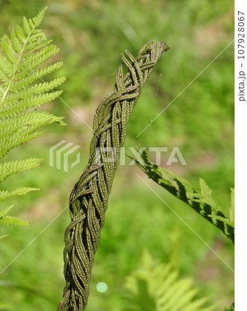 クサソテツの胞子葉（新芽） 107928067