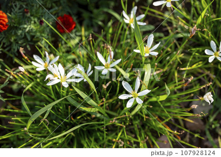 ゼフィランサスの花 秋の花 イメージ 107928124