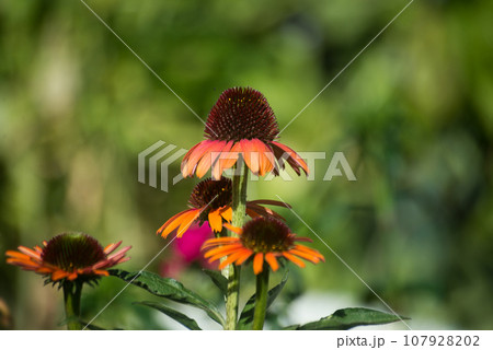 Closeup of orange color  echinacea flowers in a public garden 107928202