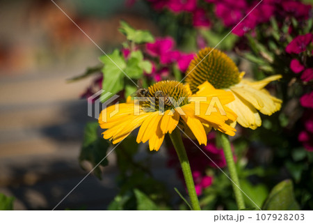Closeup of bee on yellow echinacea flowers in a public garden 107928203