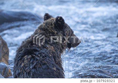 魚を探すヒグマの背中 魚を探すヒグマの背中 107928321