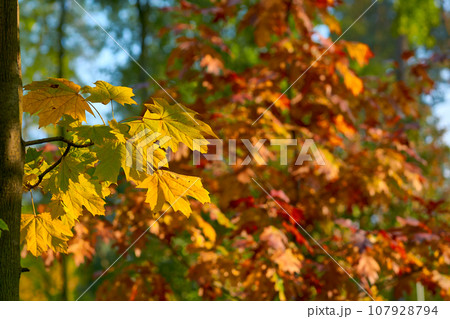 Autumn bright orange maple leaves close up in sunny day and blue sky Autumn bright orange maple leaves close up in sunny day and blue sky 107928794