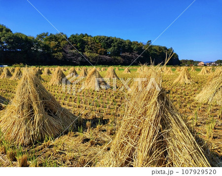 田んぼで干す稲わら 107929520