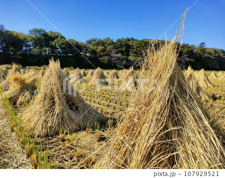 田んぼで干す稲わら 107929521