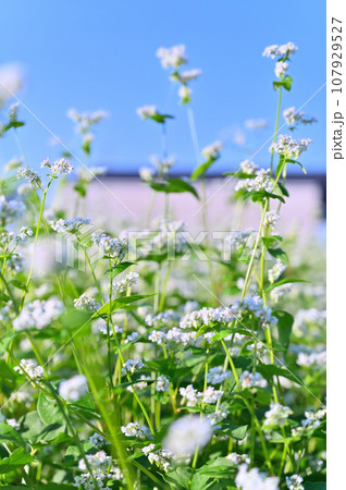 満開のそばの花　秋　埼玉県　桶川市 107929527