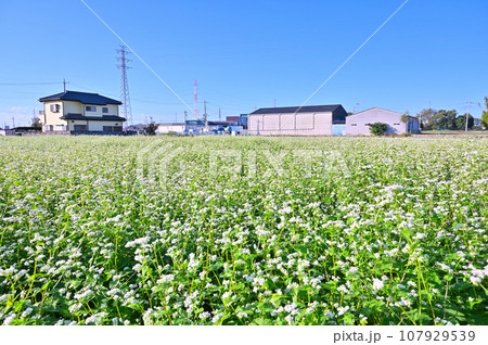 満開のそばの花　秋　埼玉県　桶川市 107929539