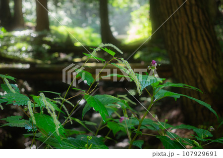 色白水の植物【上伊那郡辰野町】 107929691
