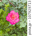 濃いピンクの薔薇 107929713