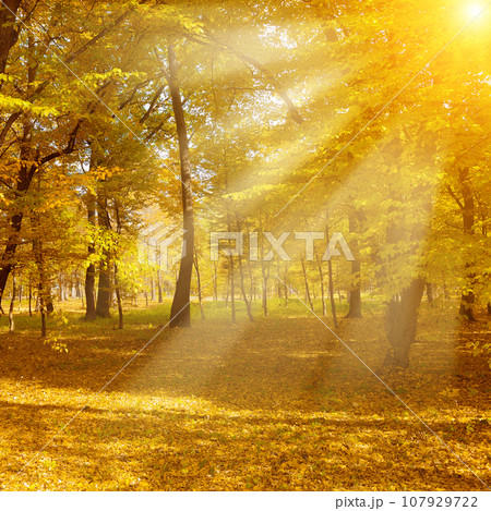 Bright sunlight in autumn park. Bright sunlight in autumn park. 107929722