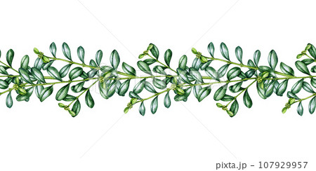 Boxwood twig seamless border. Watercolor illustration of buxus foliage decor. Hand drawn boxwood branch seamless border. Evergreen plant vintage style decor element. Isolated on white background Boxwood twig seamless border. Watercolor illustration of buxus foliage decor. Hand drawn boxwood branch seamless border. Evergreen plant vintage style decor element. Isolated on white background 107929957