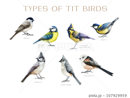 Tit bird types watercolor illustration set. Hand drawn various forest and garden bird collection. Chickadee, titmouse, great tit isolated on white background 107929959