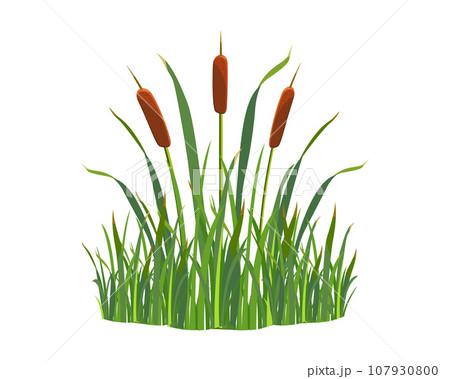 Reed bush in grass on white background. Cartoon illustration of marsh grass. Element of aquatic vegetation 107930800