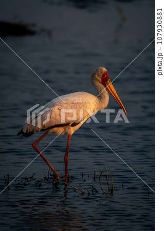 Yellow-billed stork wades through shallows in sunshine Yellow-billed stork wades through shallows in sunshine 107930881