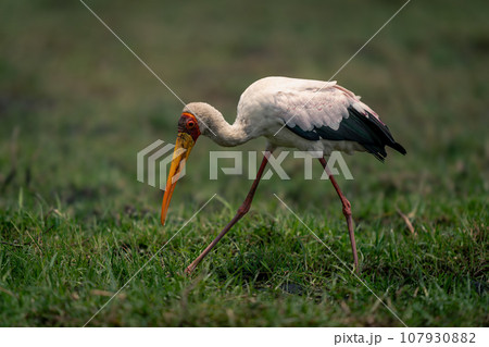 Yellow-billed stork walks across floodplain bending down Yellow-billed stork walks across floodplain bending down 107930882