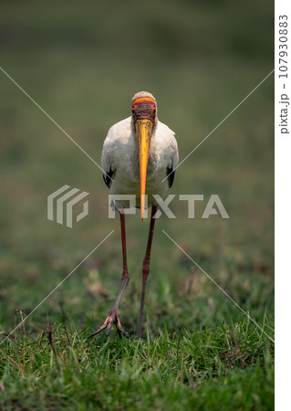 Yellow-billed stork walks over grass lifting foot Yellow-billed stork walks over grass lifting foot 107930883