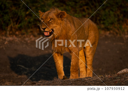 Young male lion stands on earth bank Young male lion stands on earth bank 107930912