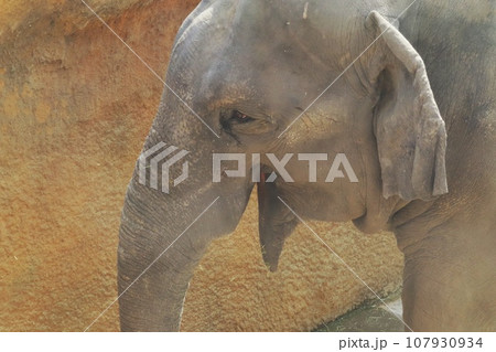 笑っているようなスリランカゾウ 107930934