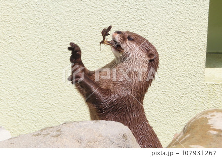 一生懸命餌を食べるコツメカワウソの赤ちゃん 107931267