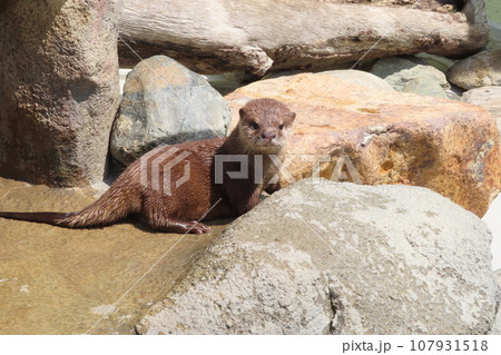 コツメカワウソの赤ちゃん コツメカワウソの赤ちゃん 107931518