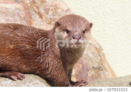 コツメカワウソの赤ちゃん コツメカワウソの赤ちゃん 107931521