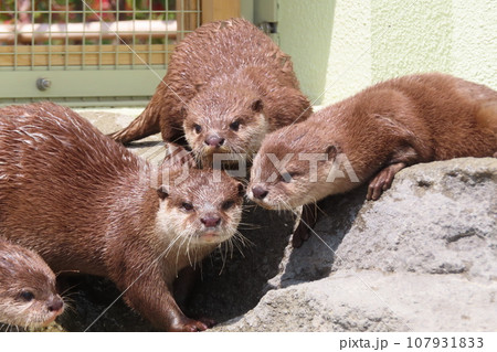 コツメカワウソの仲良しファミリー 107931833