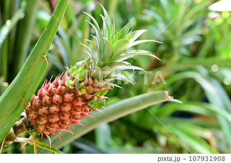 パイナップルと温室 107931908