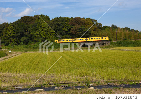 めがね橋を行く黄色い電車 107931943
