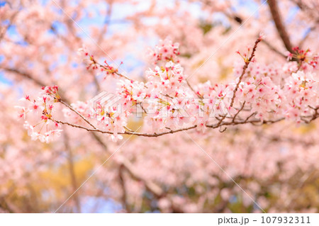 美しく満開に咲き誇る桜とコピースペースの青い空 107932311