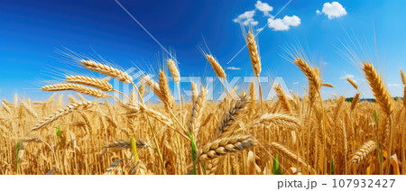 Golden ears of wheat against the blue sky and...のイラスト素材 [107932427] - PIXTA