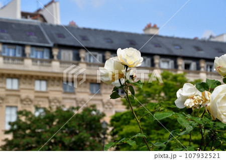 フランス、パリ。パレ・ロワイヤル庭園に咲いているバラ。2023年5月21日撮影。 107932521
