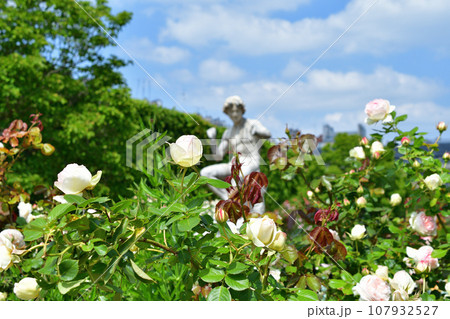 フランス、パリ。パレ・ロワイヤル庭園に咲いているバラ。2023年5月21日撮影。 フランス、パリ。パレ・ロワイヤル庭園に咲いているバラ。2023年5月21日撮影。 107932527