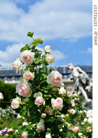 フランス、パリ。パレ・ロワイヤル庭園に咲いているバラ。2023年5月21日撮影。 フランス、パリ。パレ・ロワイヤル庭園に咲いているバラ。2023年5月21日撮影。 107932537