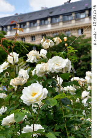 フランス、パリ。パレ・ロワイヤル庭園に咲いているバラ。2023年5月21日撮影。 フランス、パリ。パレ・ロワイヤル庭園に咲いているバラ。2023年5月21日撮影。 107932546