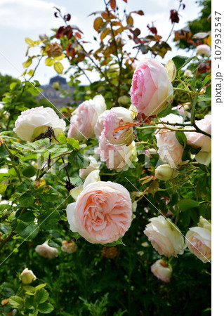 フランス、パリ。パレ・ロワイヤル庭園に咲いているバラ。2023年5月21日撮影。 フランス、パリ。パレ・ロワイヤル庭園に咲いているバラ。2023年5月21日撮影。 107932547