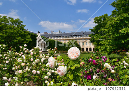 フランス、パリ。パレ・ロワイヤル庭園に咲いているバラ。2023年5月21日撮影。 フランス、パリ。パレ・ロワイヤル庭園に咲いているバラ。2023年5月21日撮影。 107932551