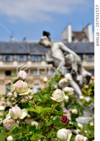 フランス、パリ。パレ・ロワイヤル庭園に咲いているバラ。2023年5月21日撮影。 フランス、パリ。パレ・ロワイヤル庭園に咲いているバラ。2023年5月21日撮影。 107932557
