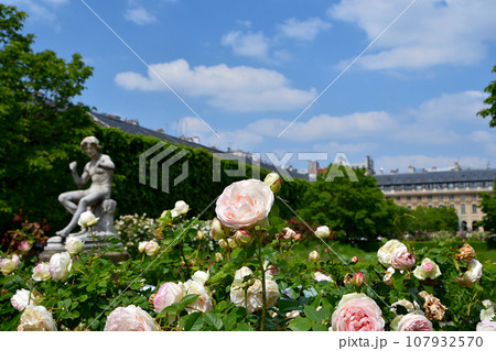 フランス、パリ。パレ・ロワイヤル庭園に咲いているバラ。2023年5月21日撮影。 フランス、パリ。パレ・ロワイヤル庭園に咲いているバラ。2023年5月21日撮影。 107932570
