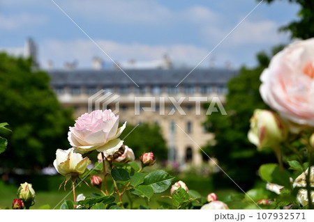 フランス、パリ。パレ・ロワイヤル庭園に咲いているバラ。2023年5月21日撮影。 107932571