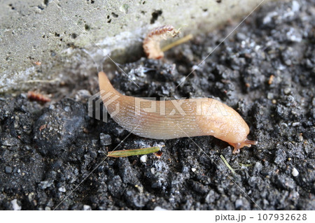 ナメクジ 107932628