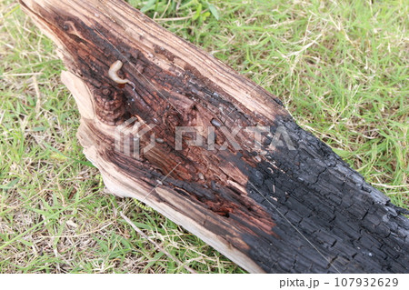 朽ちた木に住む生き物たち 107932629