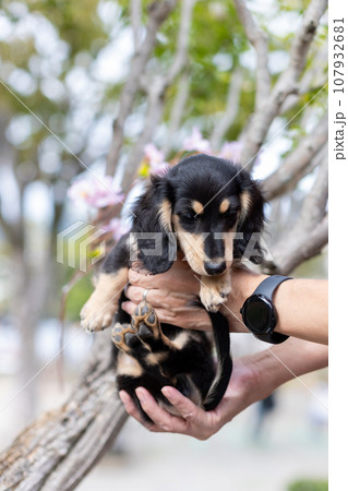 ベンチの上で遊ぶ仔犬　カニンヘンダックスフンド 107932681