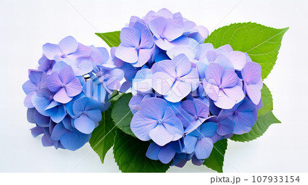 アジサイ　白背景　背景素材 107933154