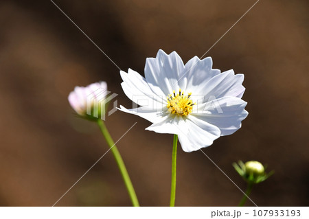 秋晴れの日差しの中で咲く純白のコスモス 107933193